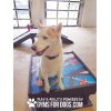 TrainingPlatform Dog