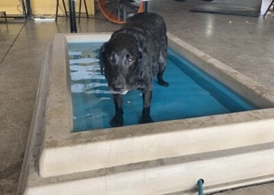 cool dog splash pool