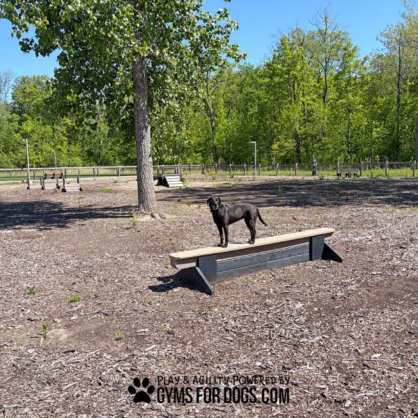 dog park equipment jump balance beam 17