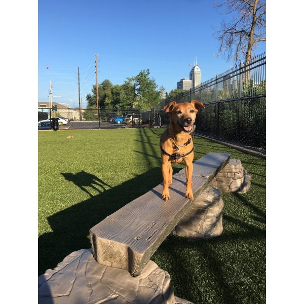 dog park outfitters gyms for dogs dog balance beam ellies jump balance beam 2