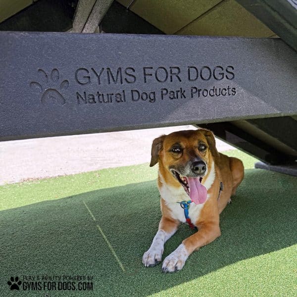 dog park products hill climb 2025 rizzo2