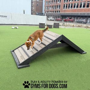 dog park products hill climb 2025 rizzo4