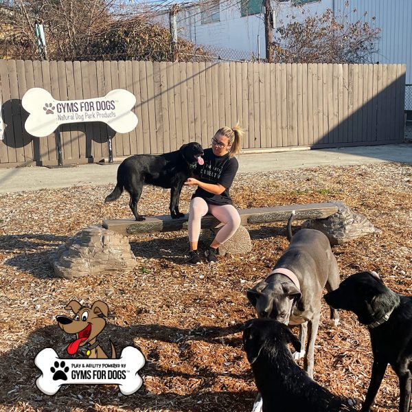 dog playground equipment ellies jump balance beam 04