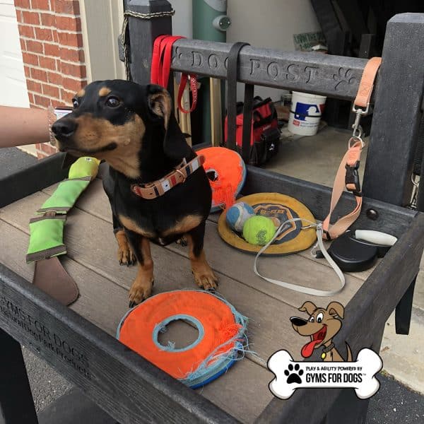 dog playground equipment leash post toy box 15