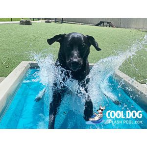 Cool Dog Splash Pool | Dog Park Outfitters