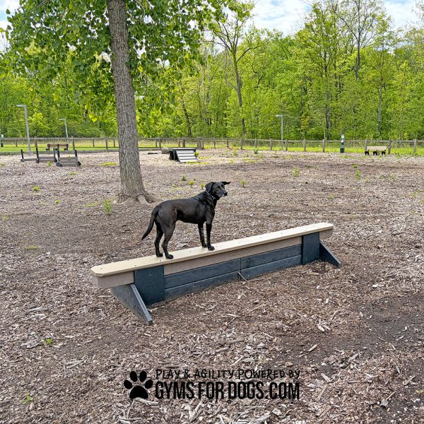 xGymsForDogs JumpBalanceBeam dp1