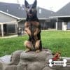 Dog Playground Equipment Luxury Climbing Boulder XL 06