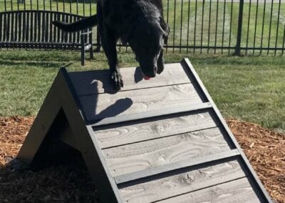 gyms for dogs dog park equipment 11