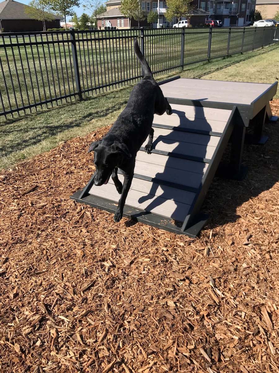gyms for dogs dog park equipment 12