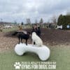 AgilityBone Large GymsForDogs Winter2