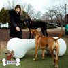 Dog Playground Equipment Agility Bone LG 06.