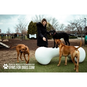 Agility Bone Large | Gyms For Dogs | Dog Park Outfitters