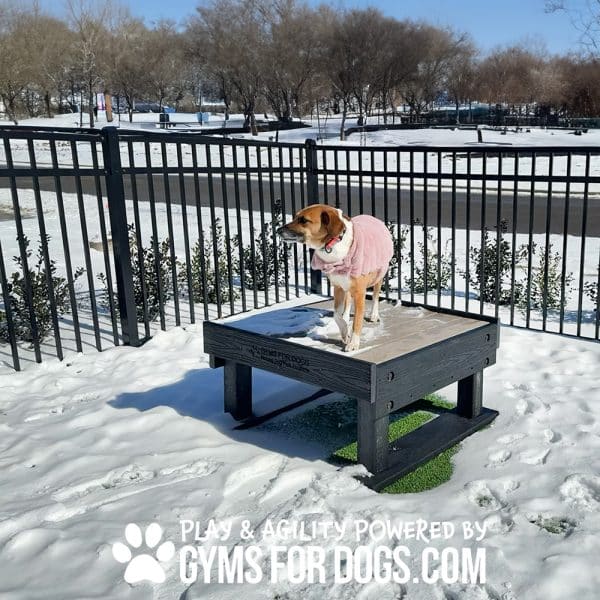 NEW Dog Playground Equipment Training Platform SM Steadman Rizzo