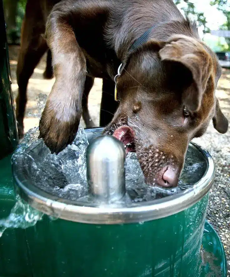 Dog drinking fountain