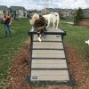 Dog Playground Equipment Bridge Climb XXL 08