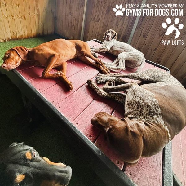 Dog Playground Equipment Bridge Climb XXL 16