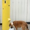 DoggieDemand DL 2000 DD Rizzo WM