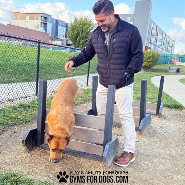 Jump Hurdles Bella Fishers District Gyms For Dogs Large