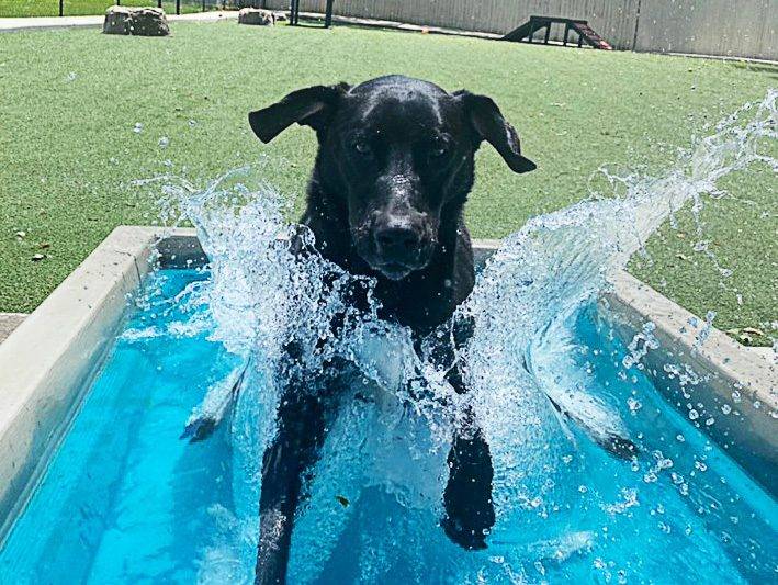 Cool Dog Splash Pool 