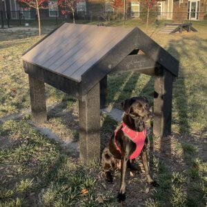 Gyms For Dogs Dog Park Outfitters Tunnel House Home Page
