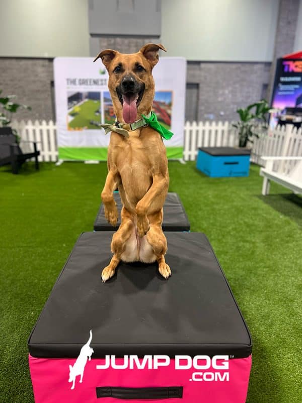 Jump Dog Jump Boxes Set