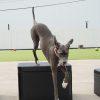 JumpBoxes Lilly2