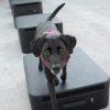 JumpDog AgilityTrainingBoxes