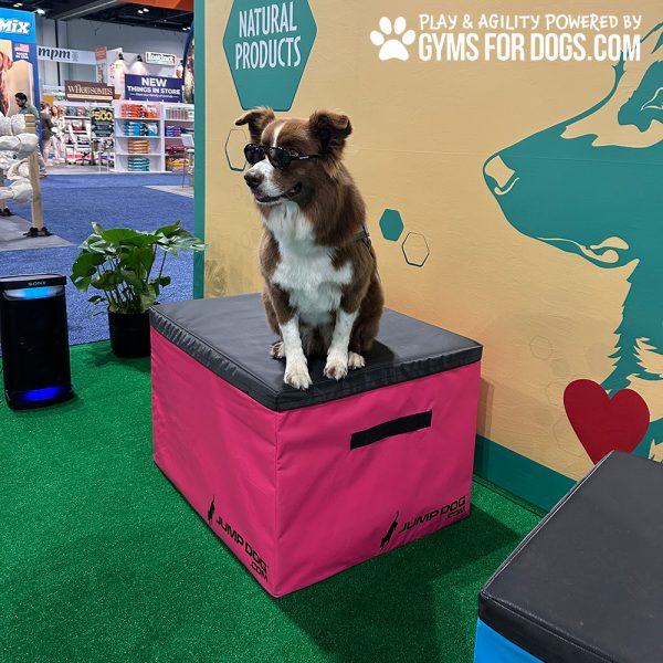 TrainingBoxes HomePage dog globalpet