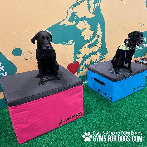 TrainingBoxes HomePage dog globalpet2