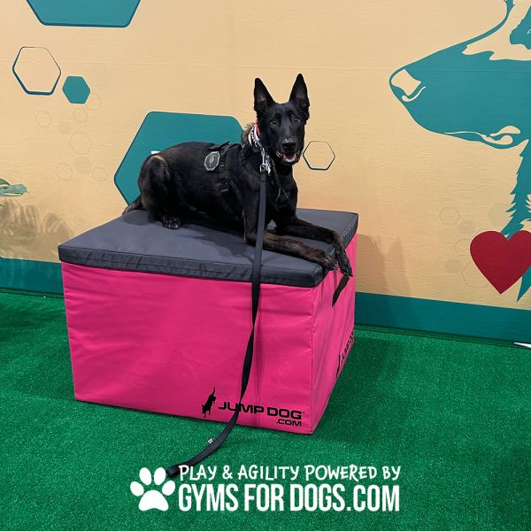 TrainingBoxes HomePage dog globalpet3