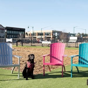 The Dog Park Chair Dog Park Outfitters Home