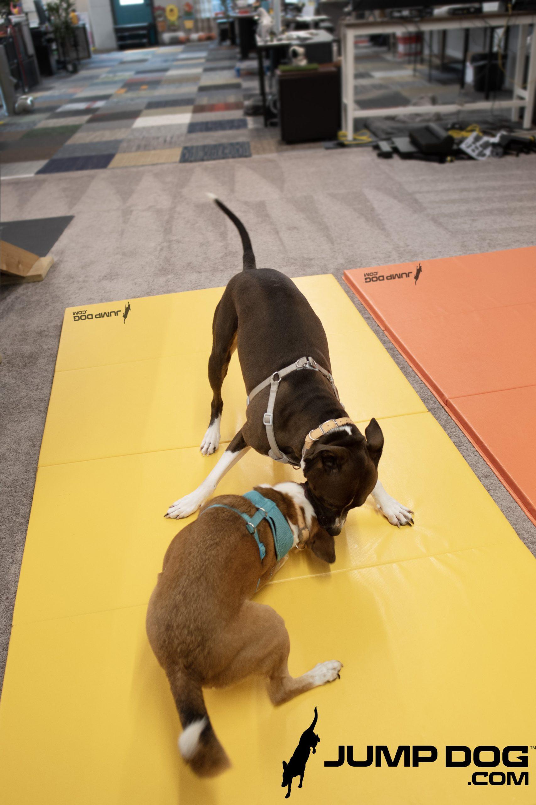 Dog Agility Products  Jump Dog™ Wrestle & Rumble Play Mats