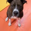 WrestlingMat JumpDog Orange