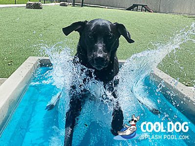 Cool Dog Splash Pool For Dogssmall