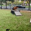 Cool Dog Turf ArchitecturalSeries Harmony