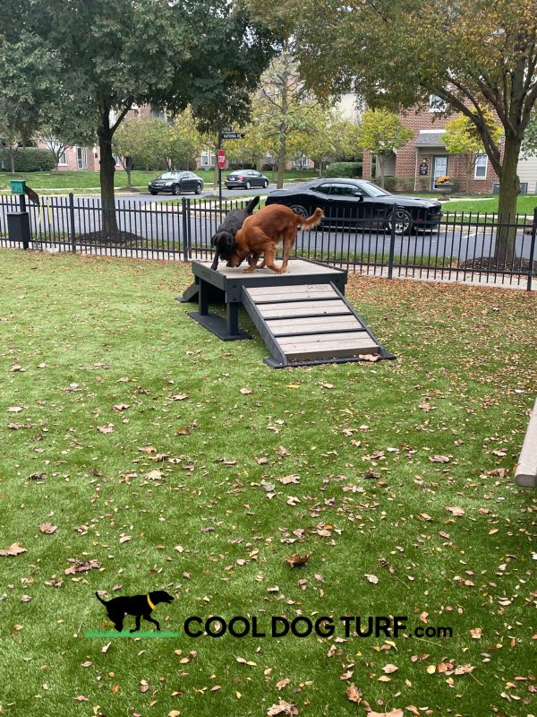 Cool Dog Turf ArchitecturalSeries Harmony