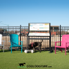 Cool Dog Turf ArchitecturalSeries Mag2