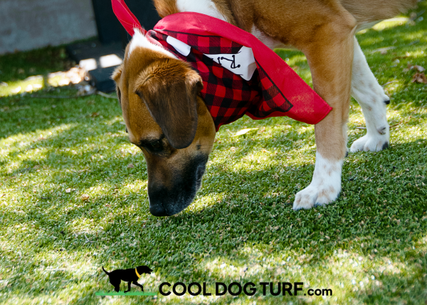 Cool Dog Turf ArchitecturalSeries RC2