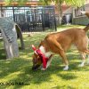 Cool Dog Turf Architectural Series