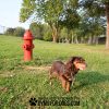 FireHydrant SurfaceMount GymsForDogs StantheMan FireHydrant SurfaceMount GymsForDogs StantheMan