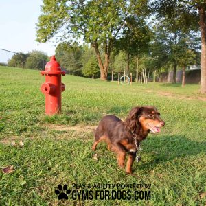 FireHydrant SurfaceMount GymsForDogs StantheMan