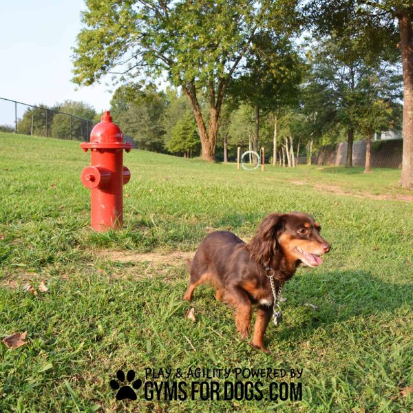 FireHydrant SurfaceMount GymsForDogs StantheMan