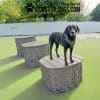 Nutmeg Jumping Stumps2 Nutmeg Jumping Stumps2