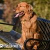 SlatedParkBench6ft dog