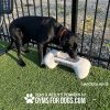 Large Bone Bowl Maggie