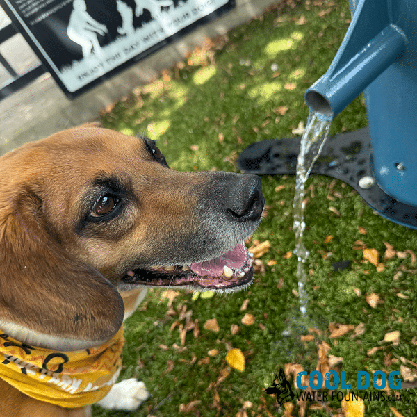 DL 1000 DD DWC SLV BLU IronworksRizzo closeup2