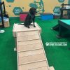 BOOGIES BRIDGE CLIMB SHOW 3