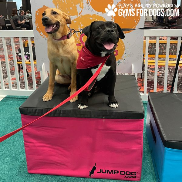 ACE GymsForDogs TrainingBoxes 2