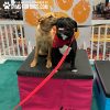 ACE GymsForDogs TrainingBoxes 4
