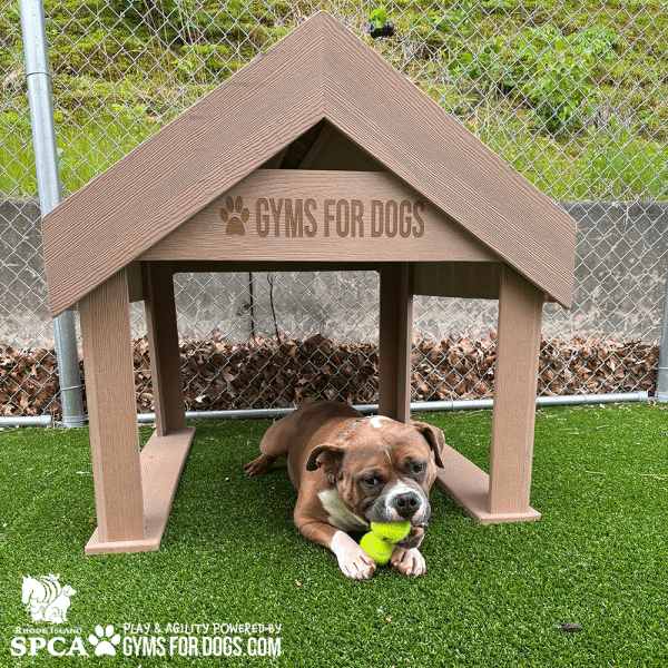 TunnelHouse-InteractivePlaySeries GymsForDogs ShelterStrong RISPCA